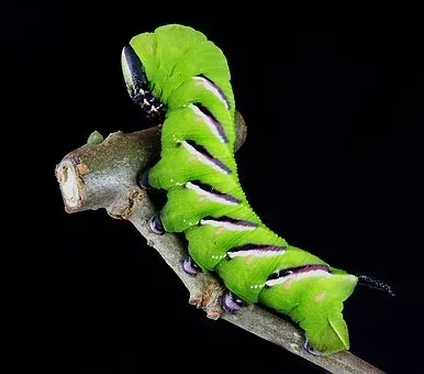 caterpillar-1727987__340.webp