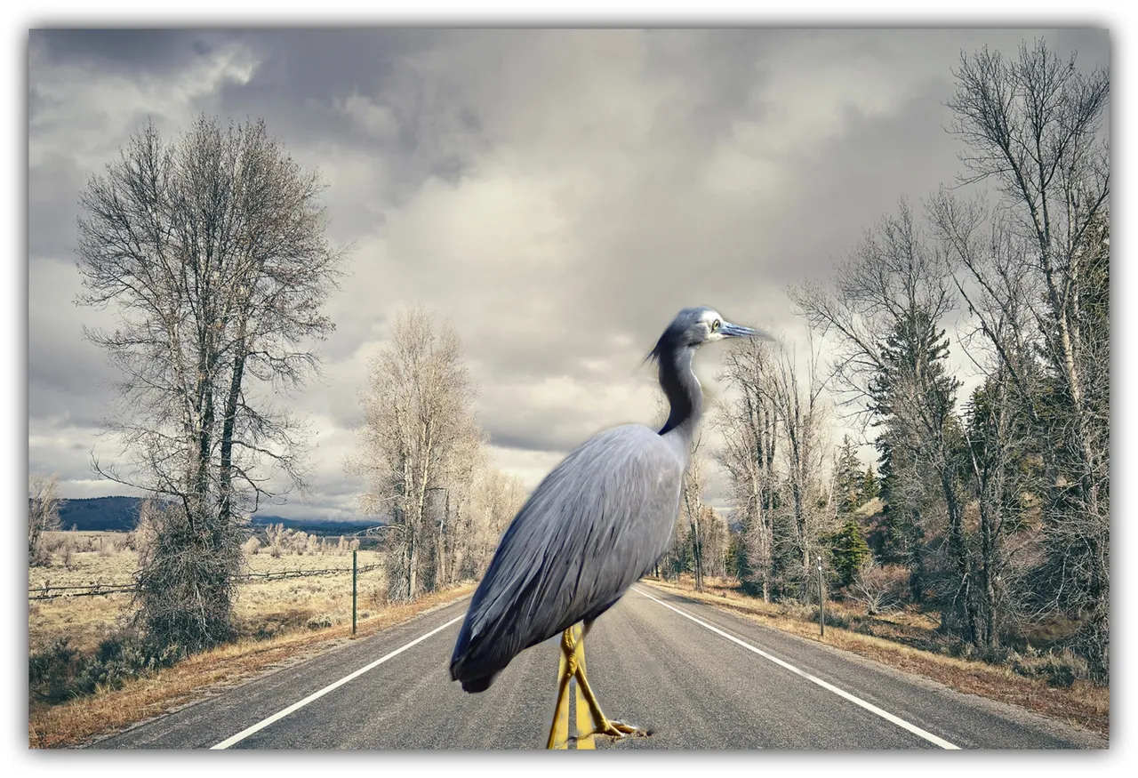 crossing the road f.jpg