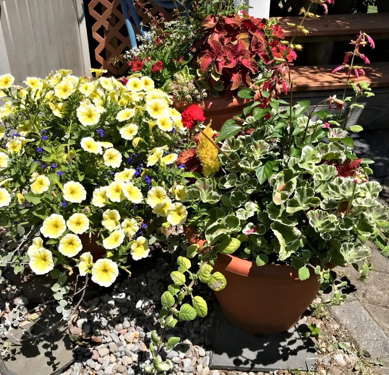 container gardening 4.jpg