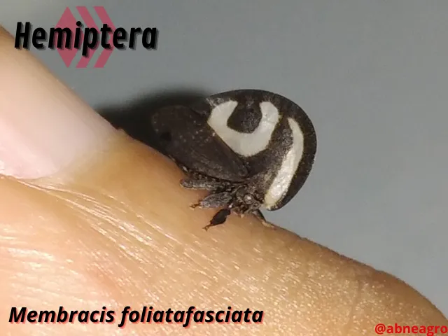 Automeris cf. jucunda (4).png