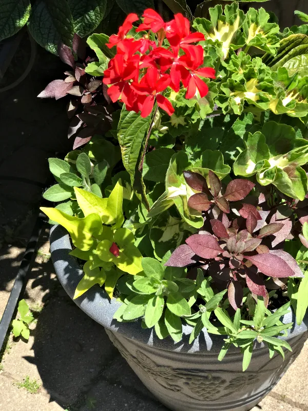 container gardening 1.jpg