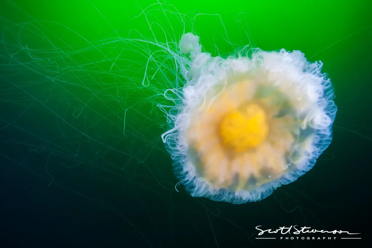 Fried Egg Jellyfish-3.jpg
