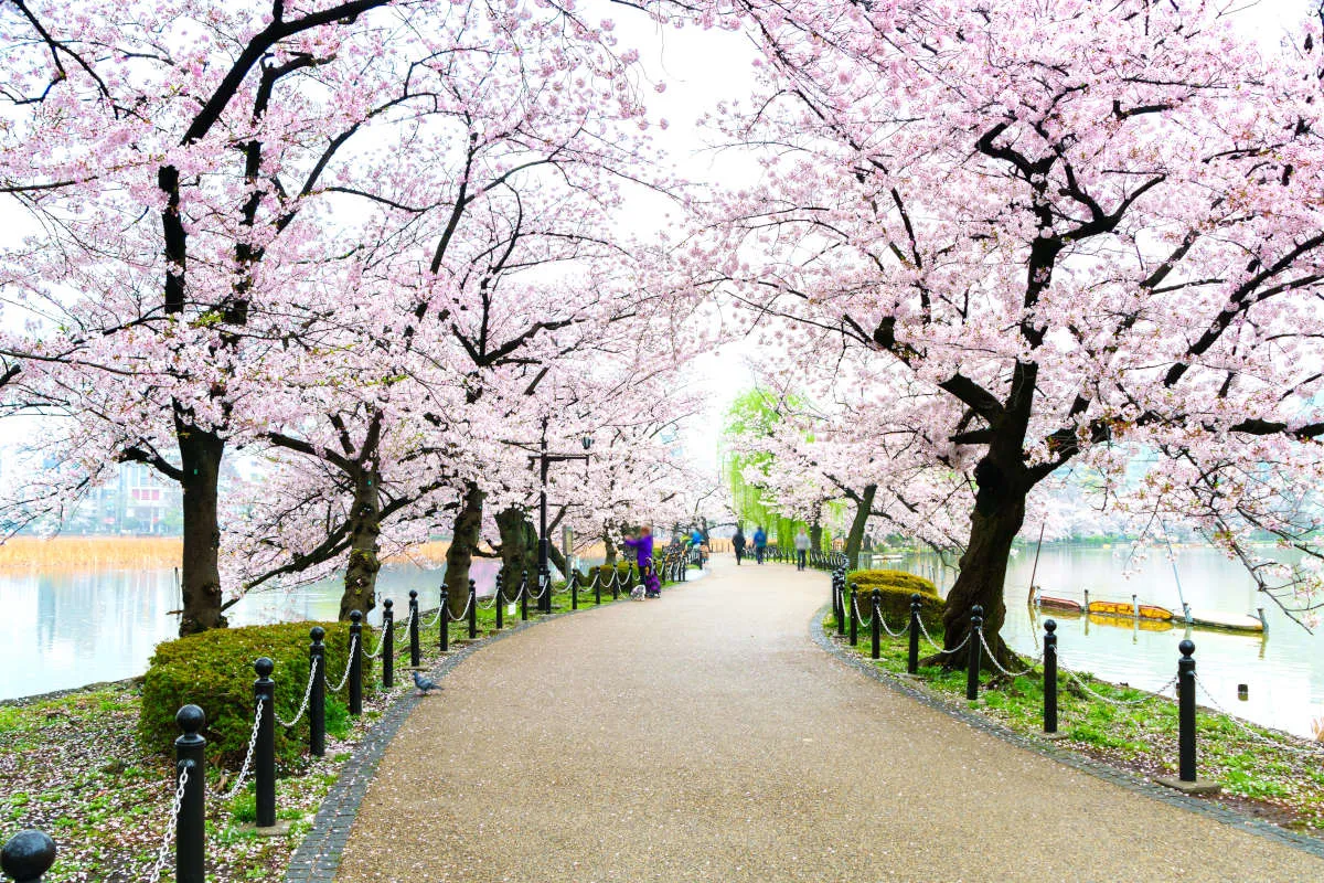 parque-ueno-cerezos-tokio.jpg