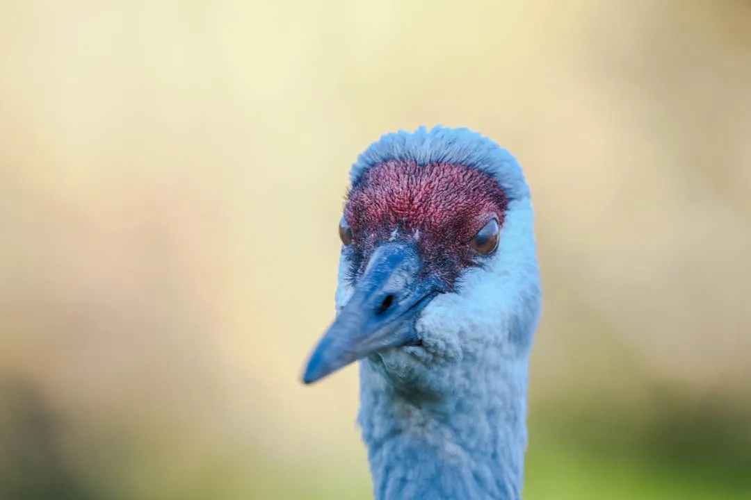 feathered friends (4).jpg