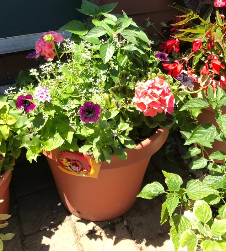 container gardening 3.jpg