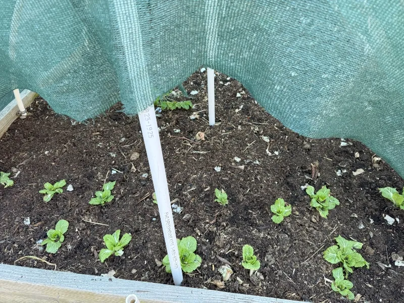 hivegarden-spring-cabbage.jpg