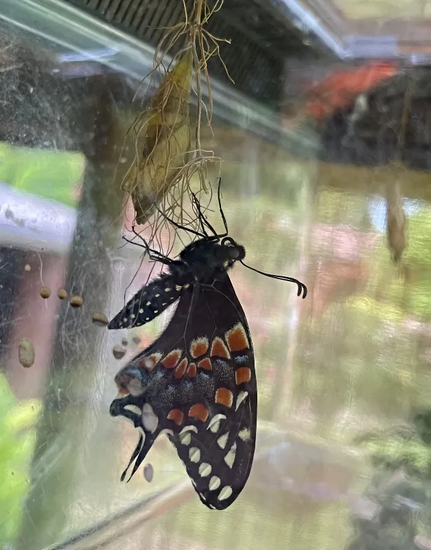 amazingnature-butterfly-1.jpg