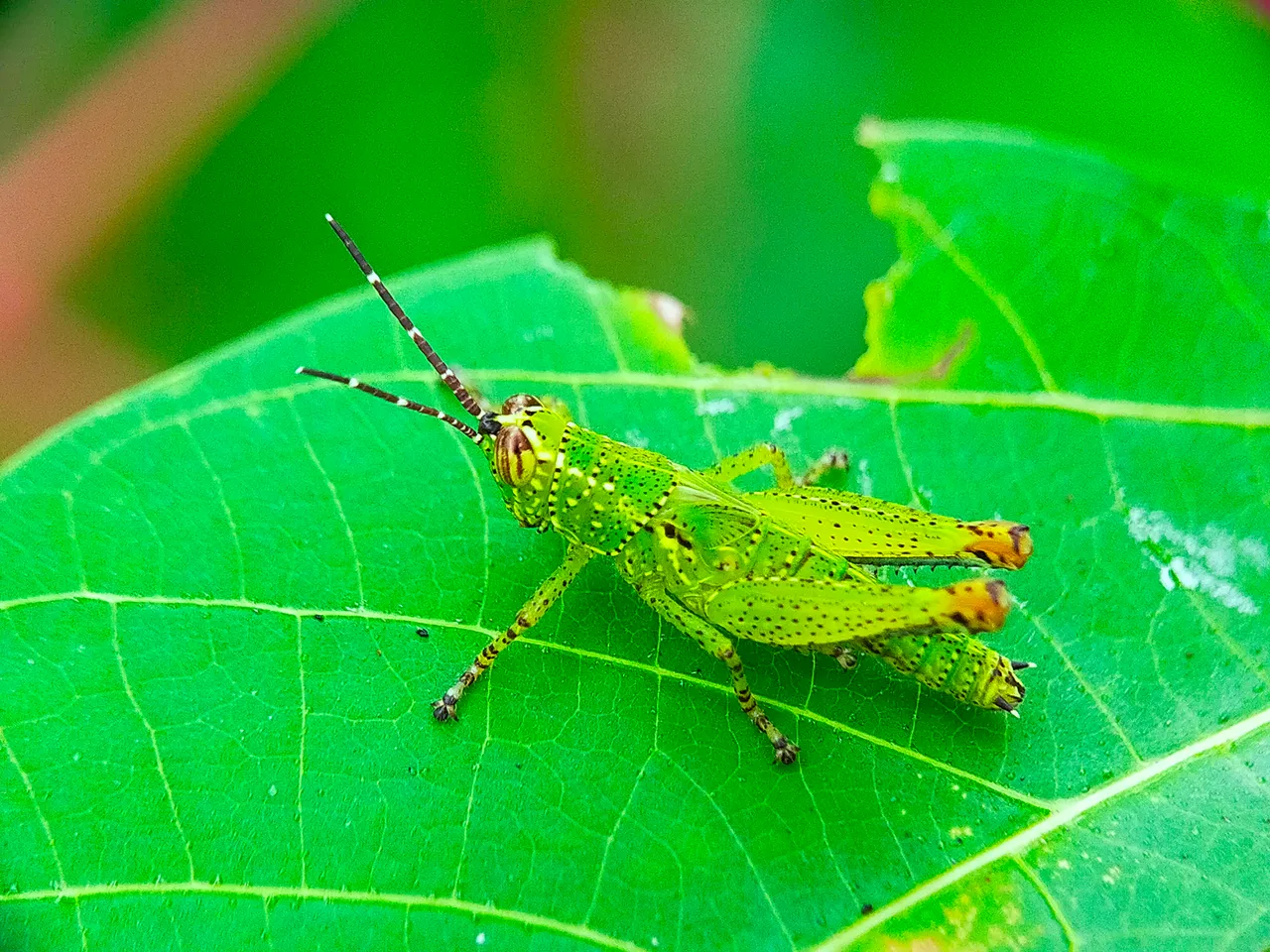 Rice Grasshopper (23).jpg