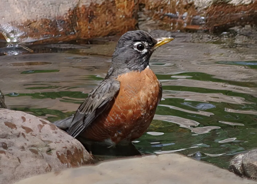 feathered-friends-robin-2.jpg
