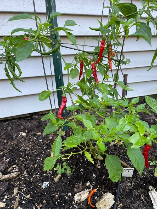 hivegarden-cayenne-pepper.jpg