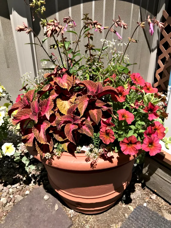 container gardening 5.jpg