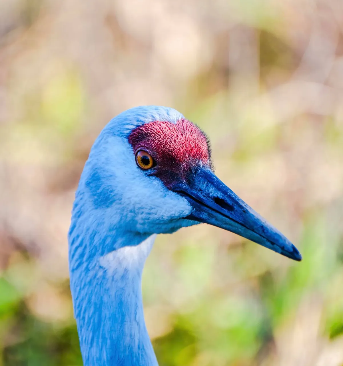 feathered friends (6).jpg