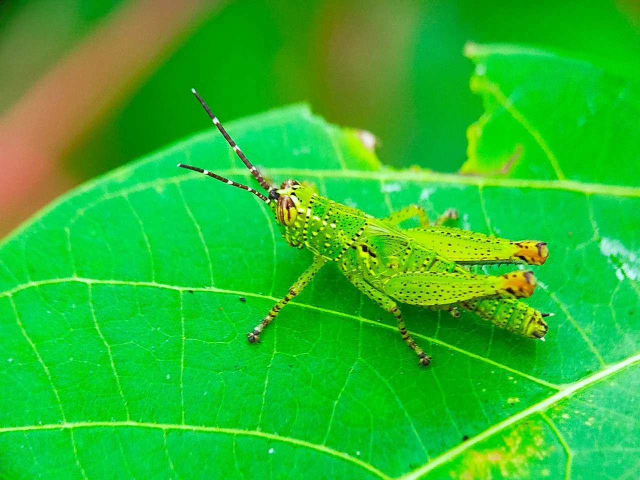 Rice Grasshopper (22).jpg