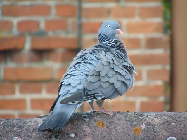 homing-pigeon-2746214_640.jpg