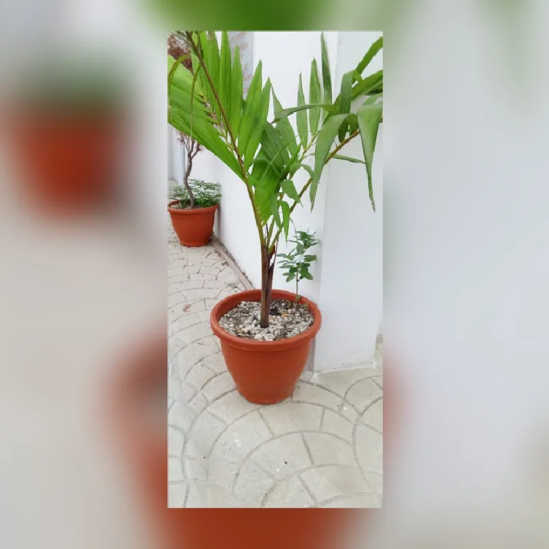 caesarapp_202541691612156.jpg