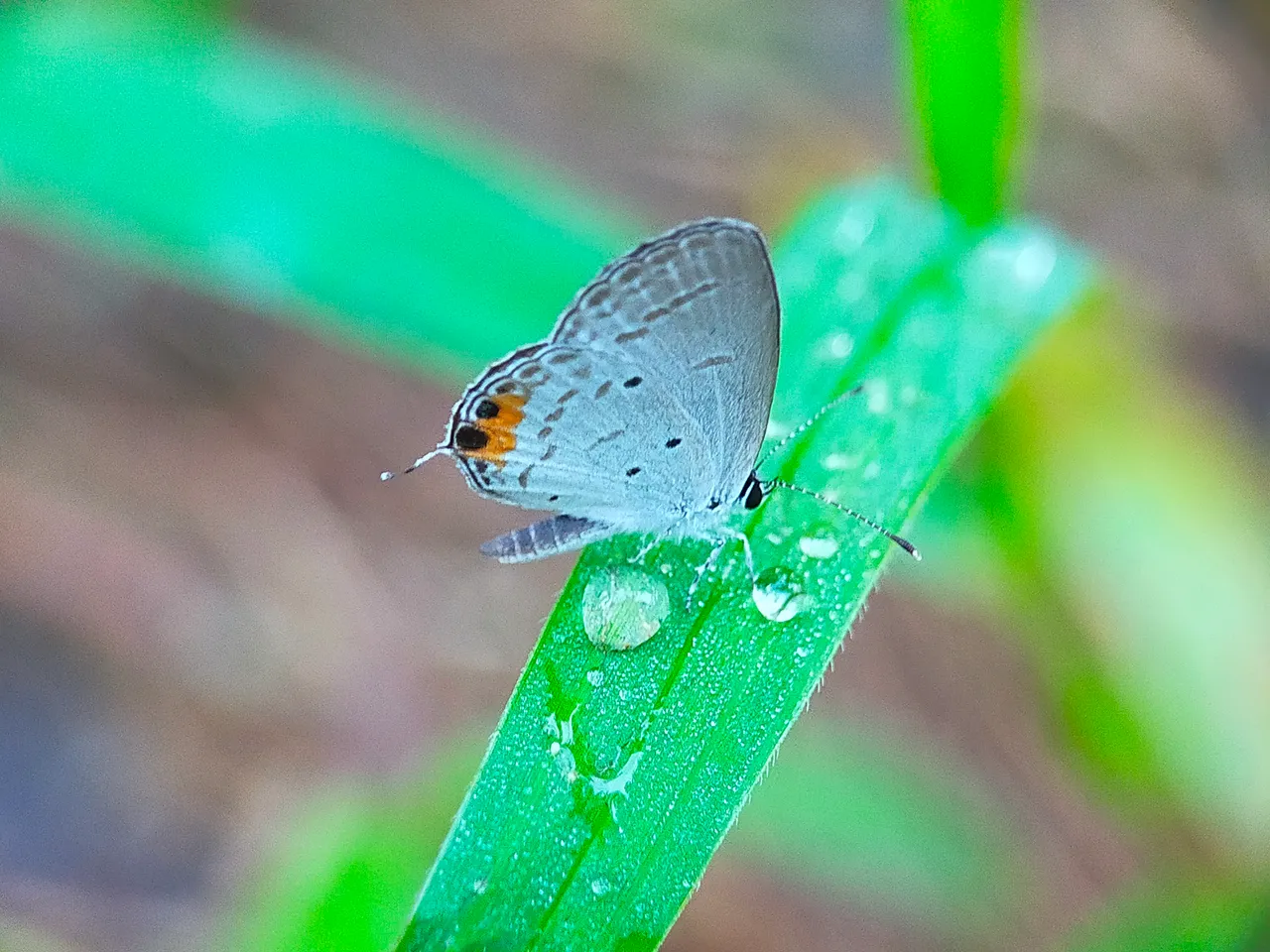 White Butterflies (9).jpg