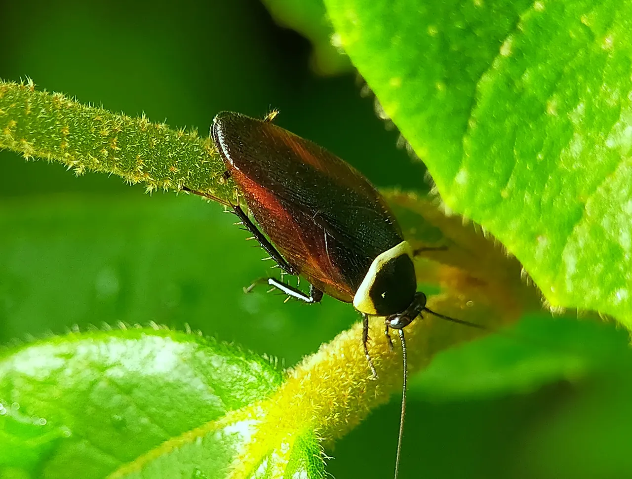 Forest Cockroach (13).jpg