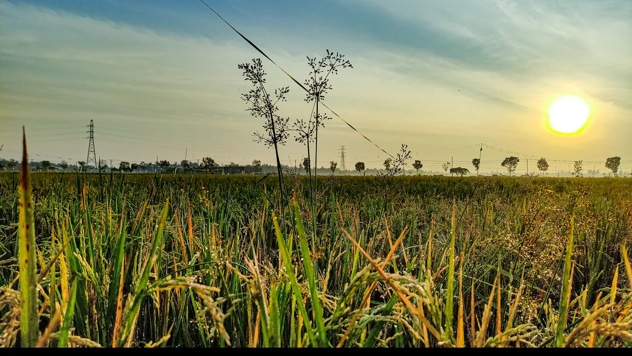 IMG_20220129_071744 (1).jpg