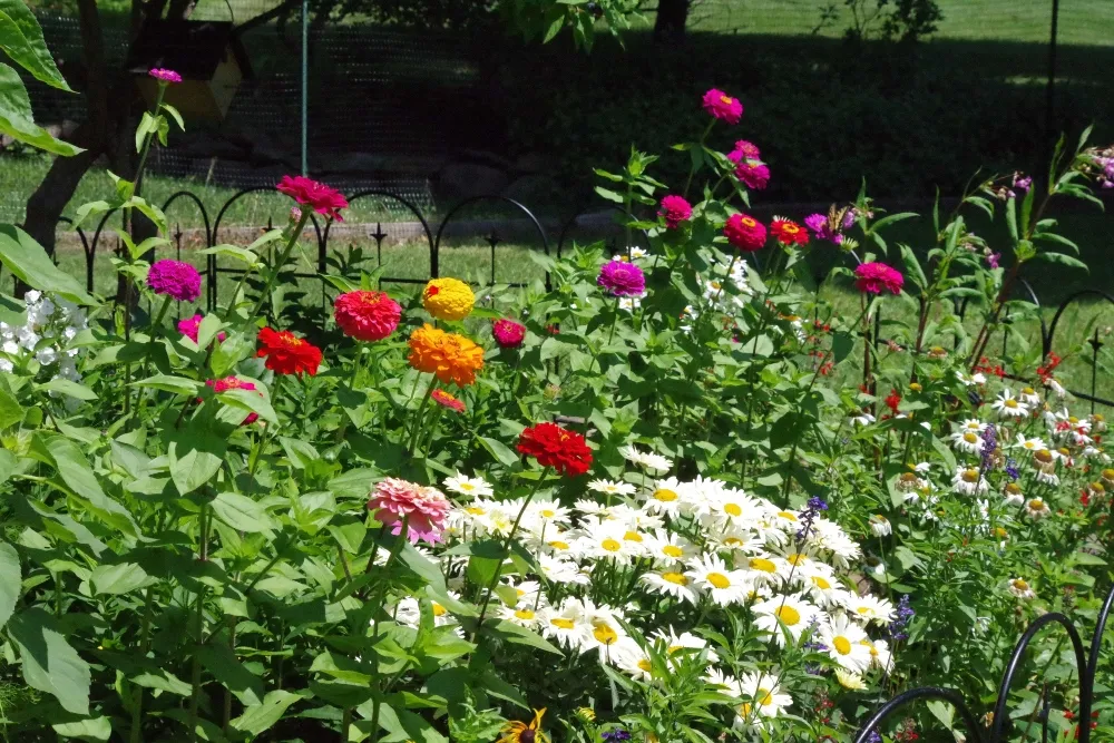 butterflies-nature-garden.jpg