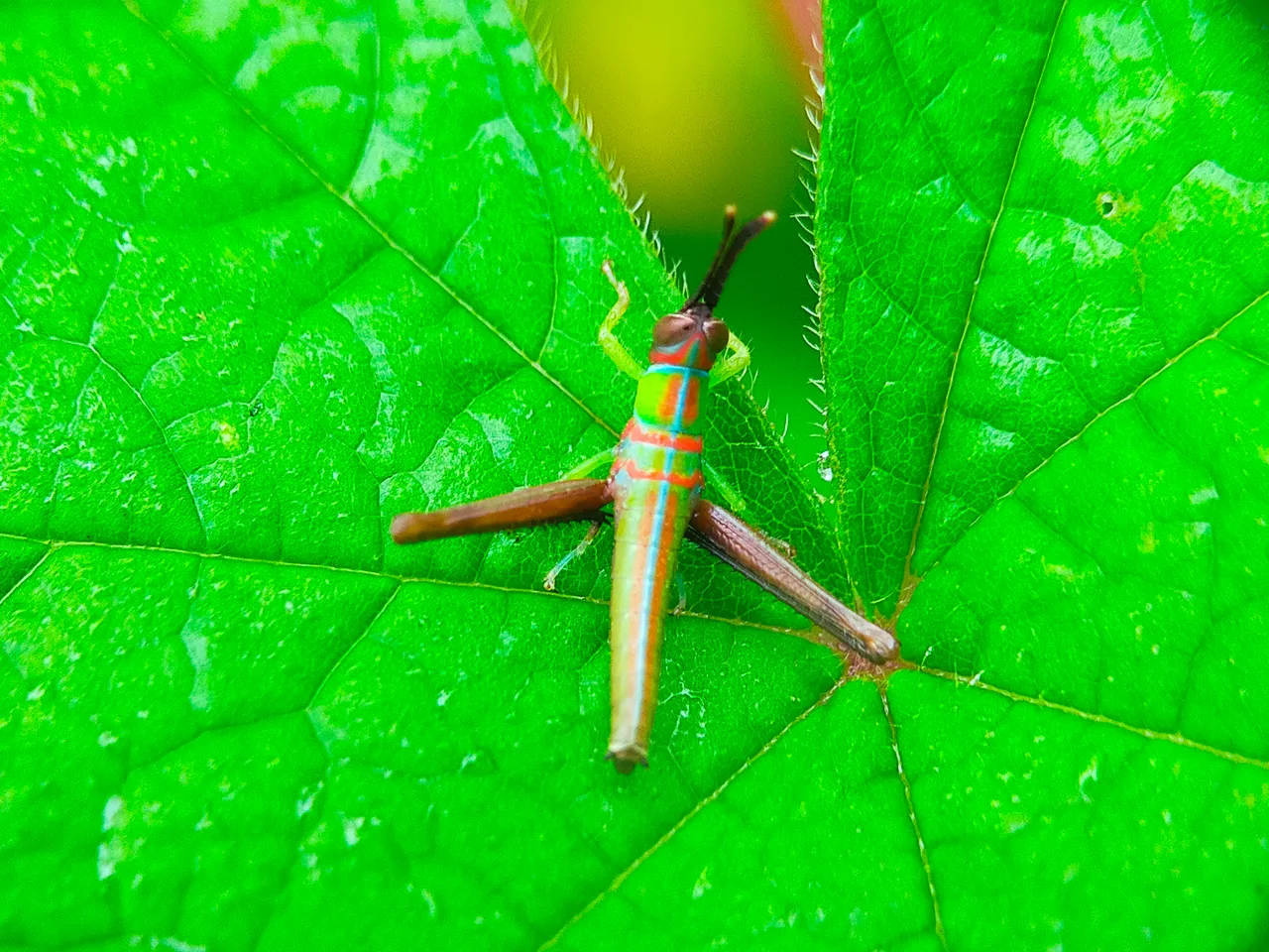 Grasshopper Color (2).jpg