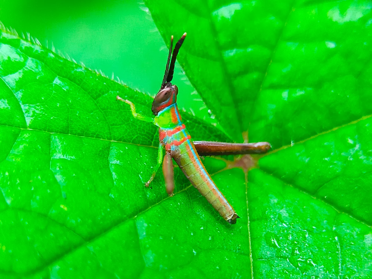 Grasshopper Color (9).jpg