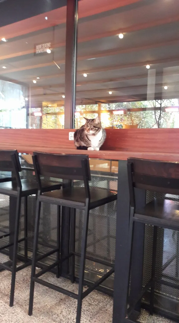 Gatito en la espera.jpg