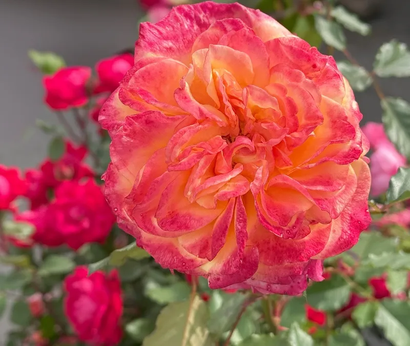 hivegarden-flowers-rose-4.jpg