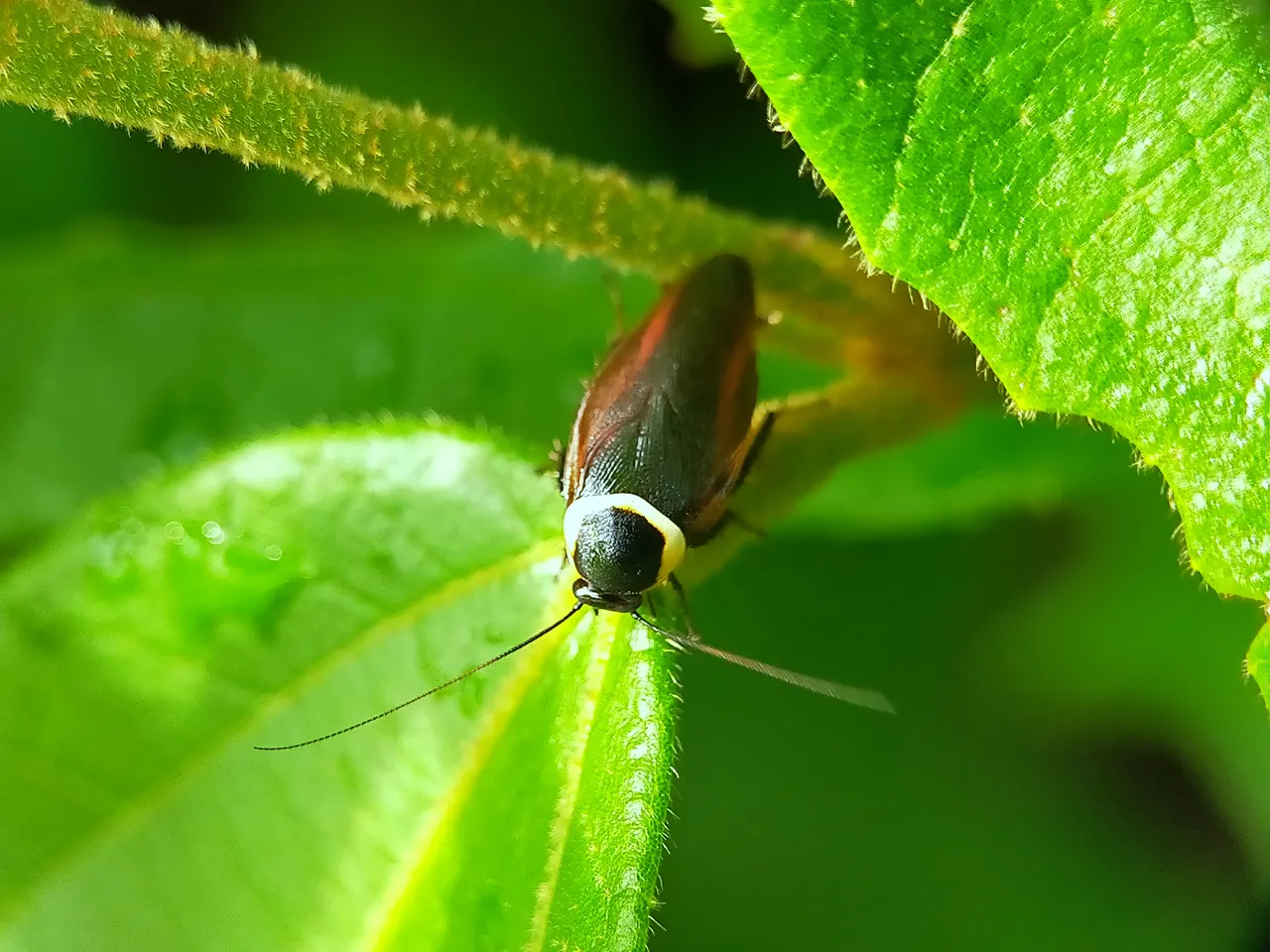 Forest Cockroach (15).jpg