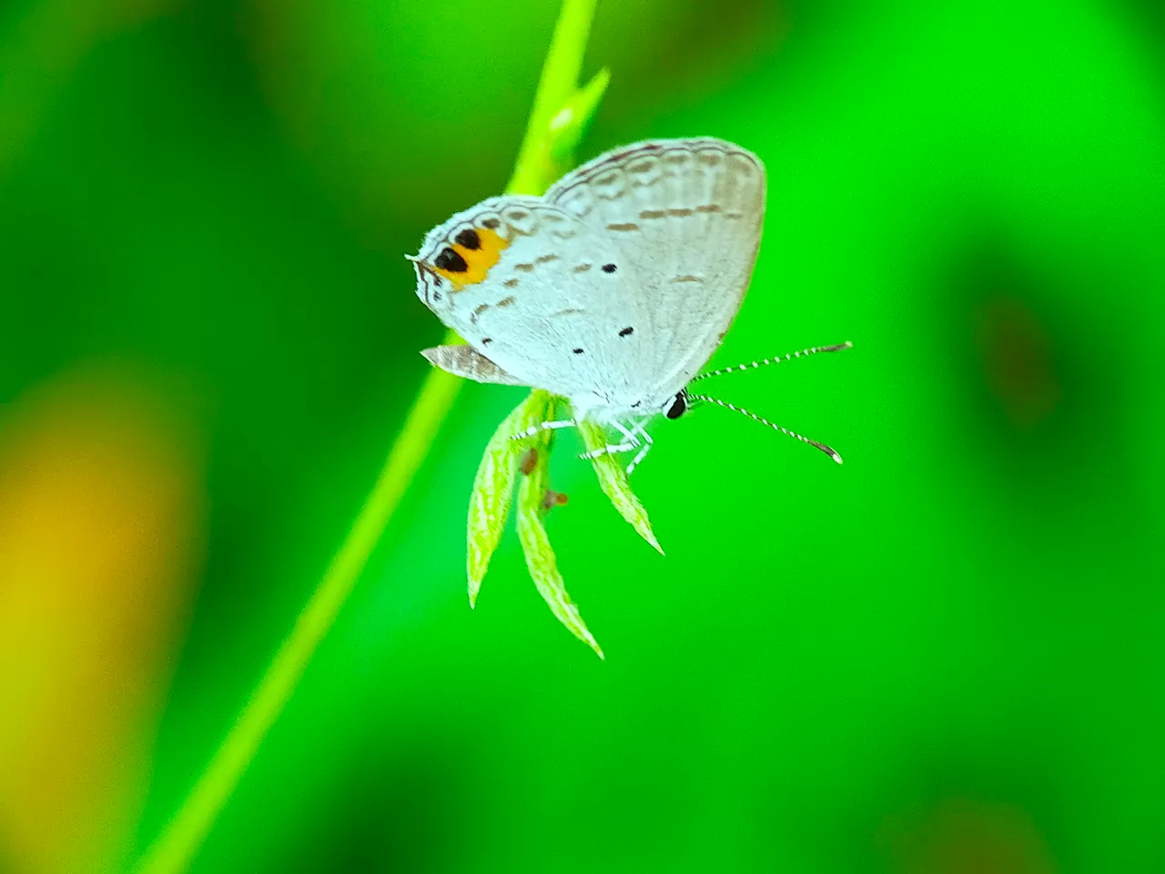 Little Butterfly (38).jpg