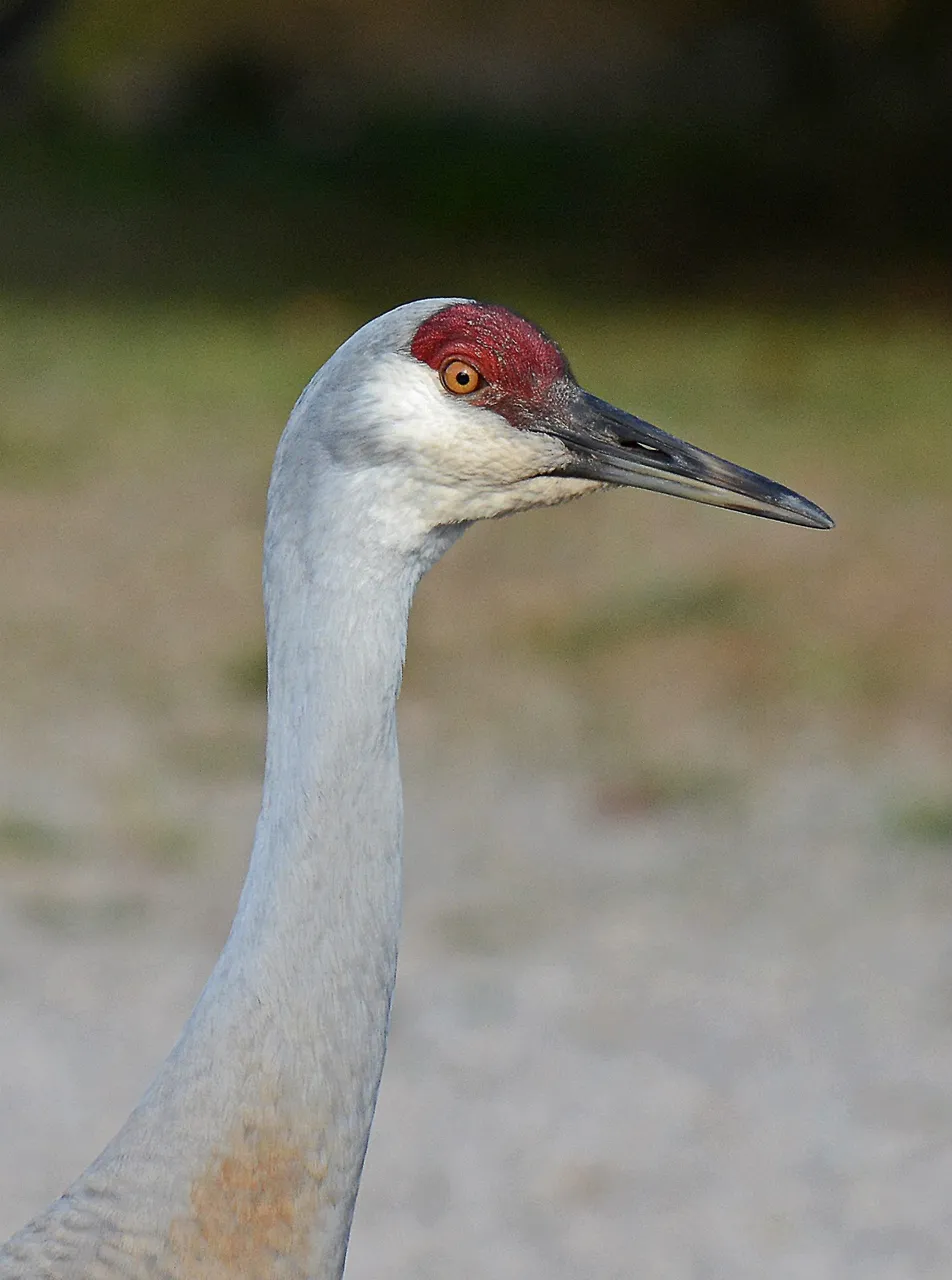 feathered friends (1).jpg