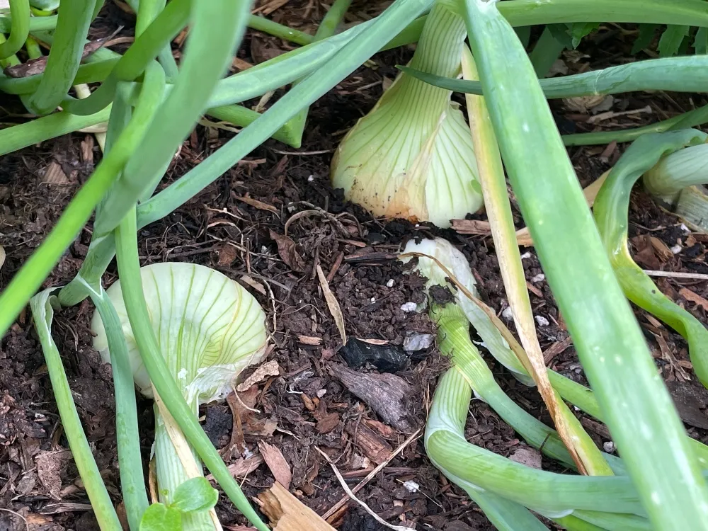 hive-garden-harvest-onion.jpg