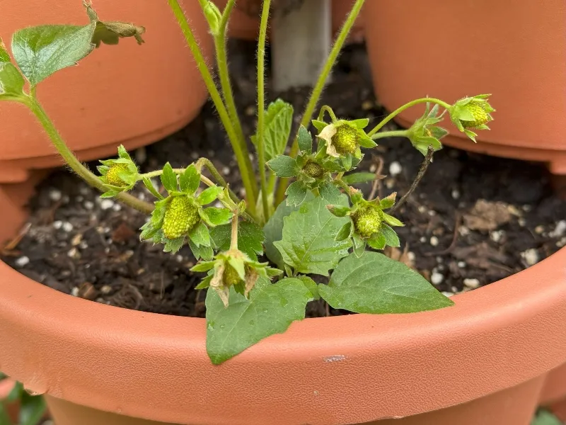 hivegarden-strawberries-1.jpg