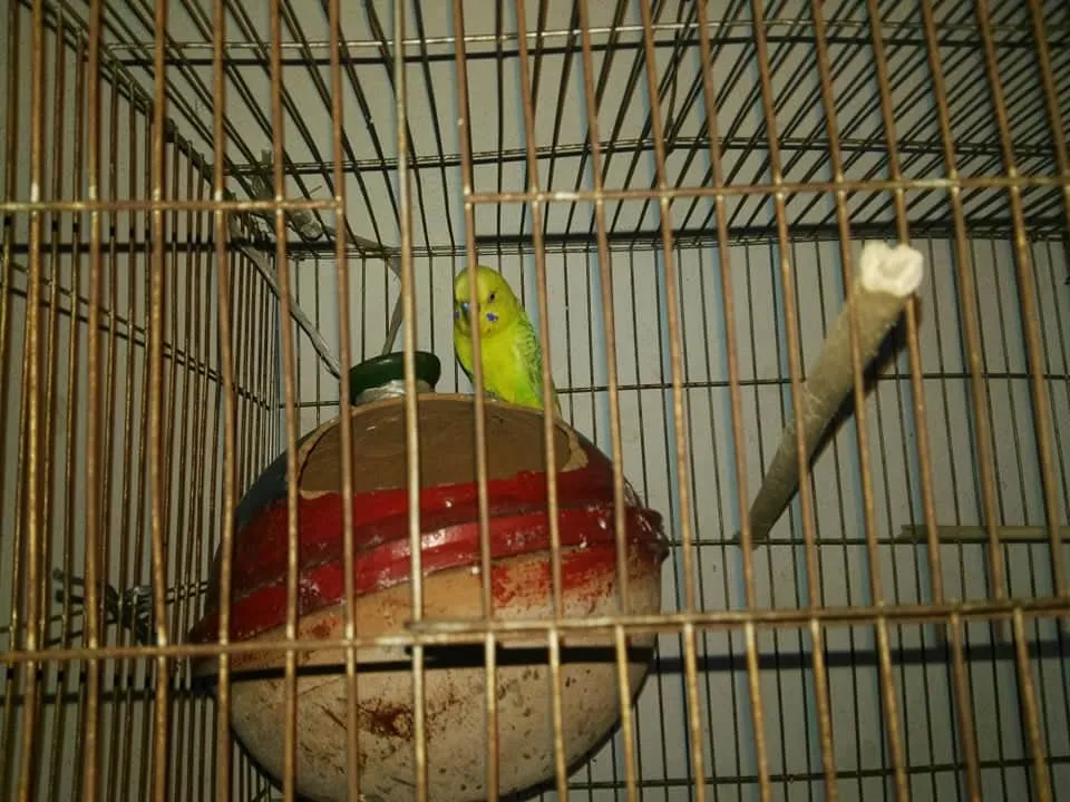 received_296502695125727.jpeg