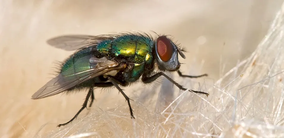 8-Facts-About-Flies-1__2X.jpg