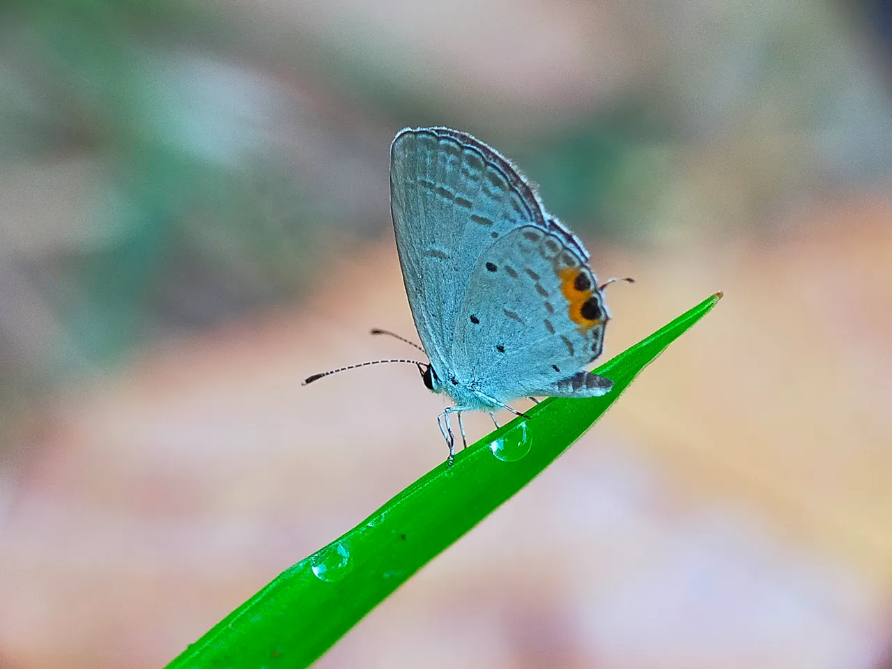 White Butterflies (5).jpg