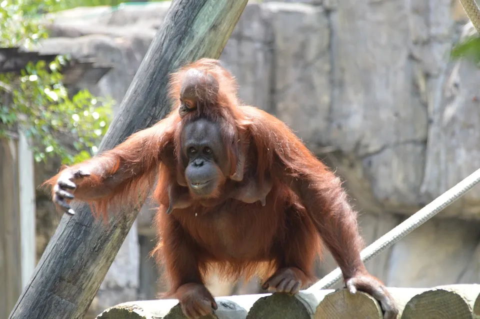 orangutan-3573683_960_720.jpg