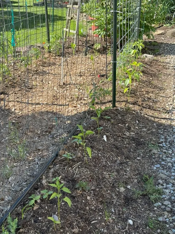 hivegarden-tomato-peppers.jpg