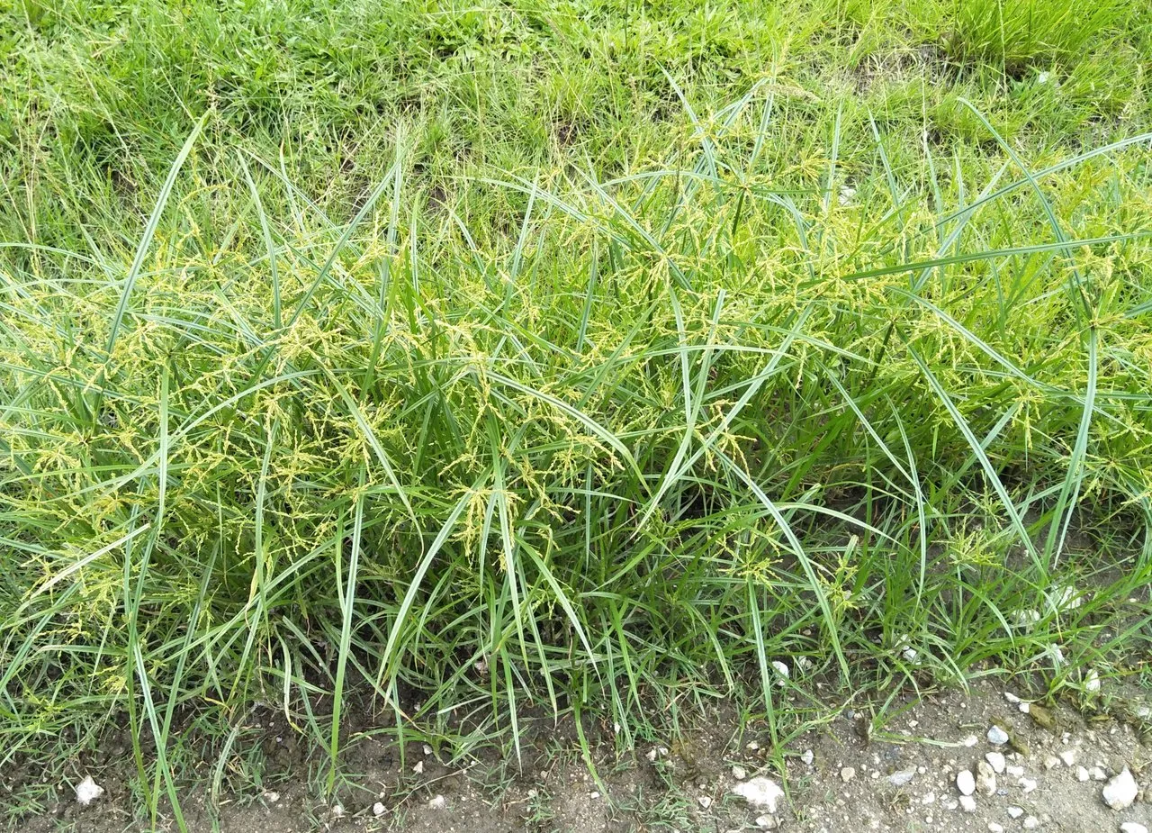 a3 Yellow Nutsedge.jpg