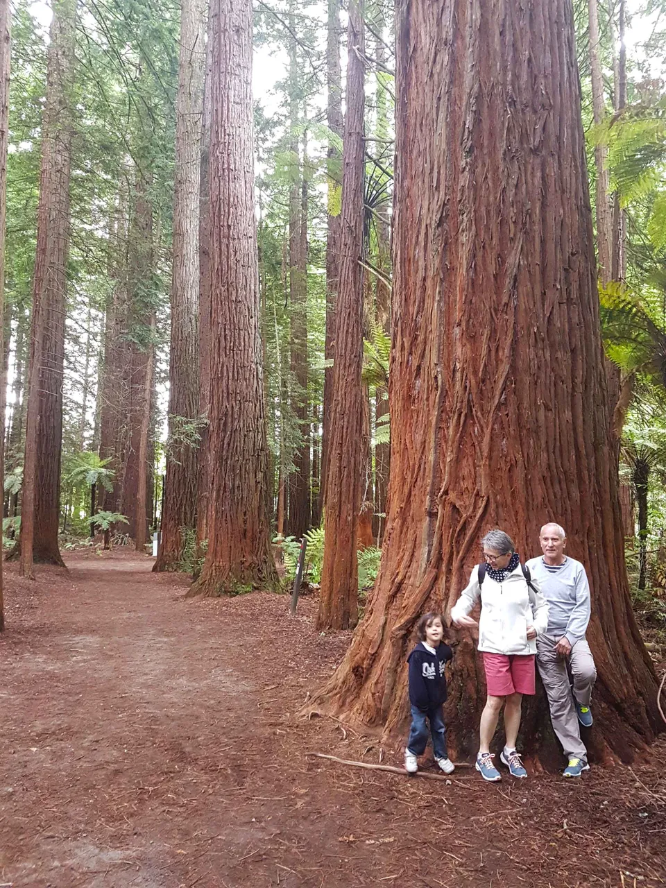 Californian Redwoods - place your hands on a trunk of a tree