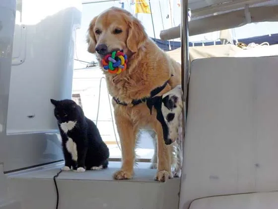 Source: http://www.yachtingworld.com/features/pets-on-board-how-to-go-long-distance-cruising-with-your-dog-or-cat-68437