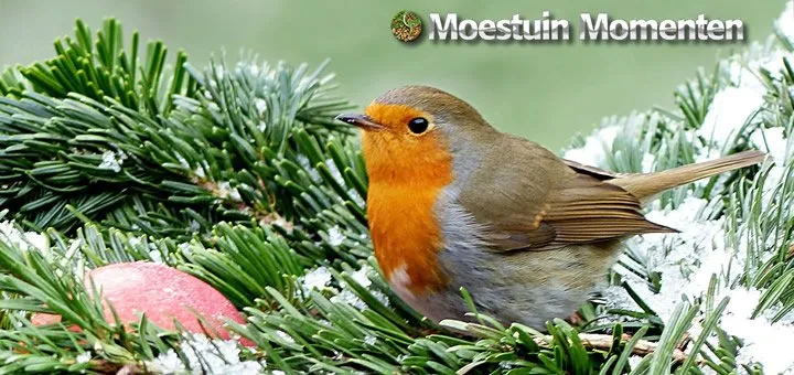Help_De_Vogels_Tijdens_De_Winter_En_Pluk_de_Vruchten_In_De_Lente.jpg