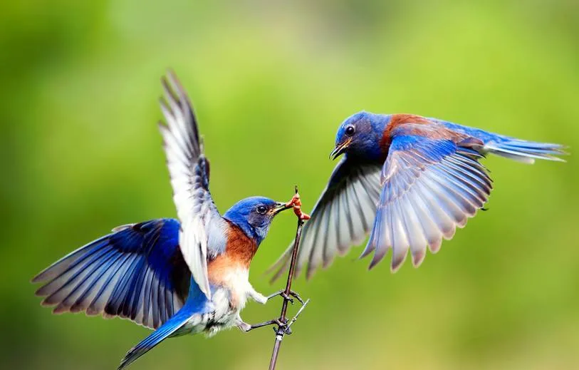 blue-birds.jpg.824x0_q71.jpg