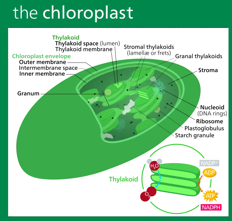 800px-Chloroplast_II.svg.png