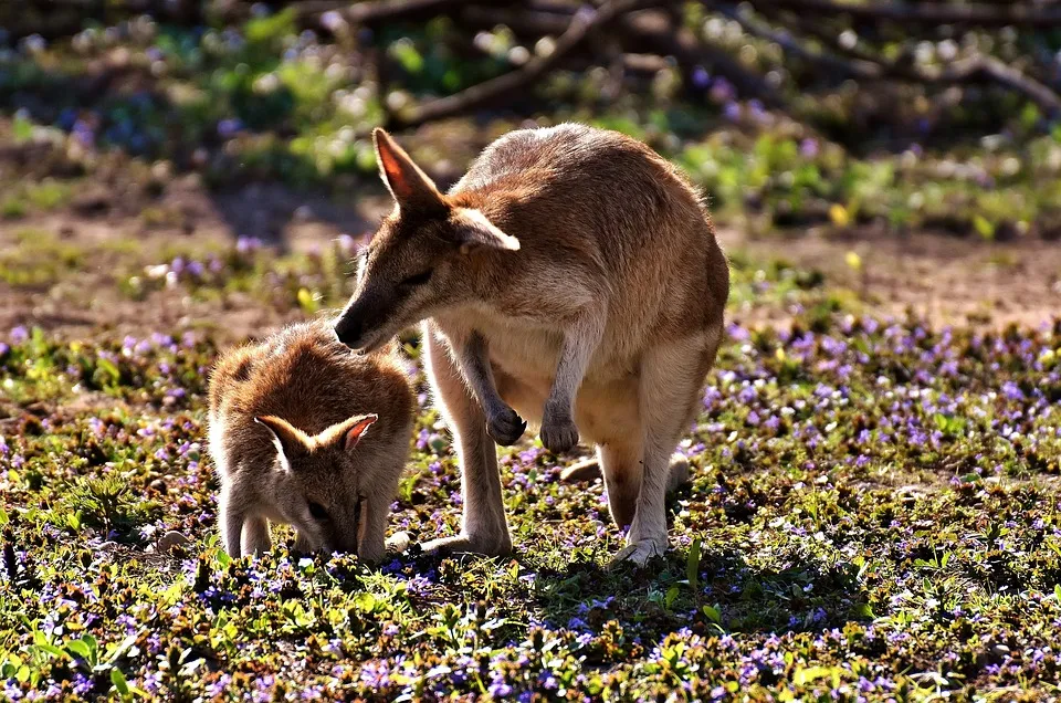 kangaroo-2223329_960_720.jpg