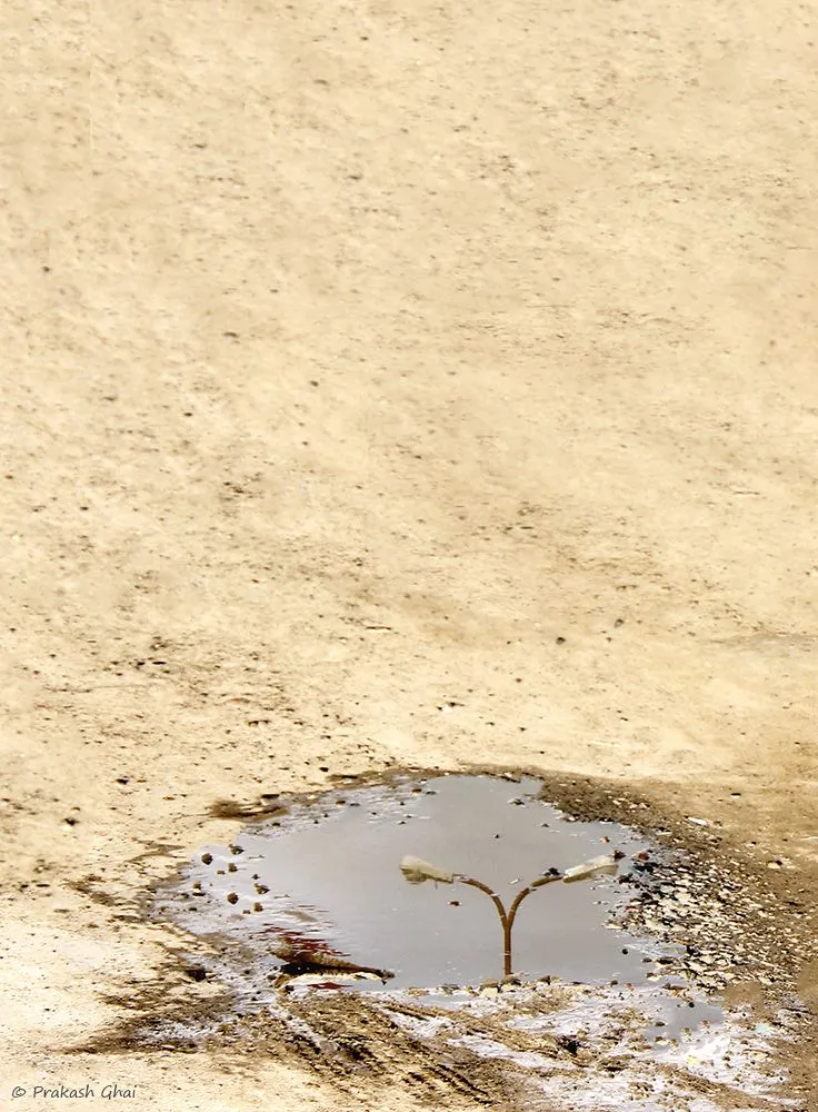 reflection in puddle.jpg