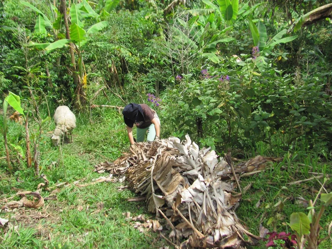 11 dry leaves ledis nube.JPG