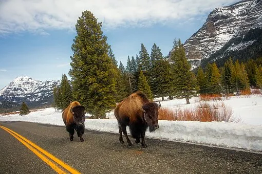 yellowstone-2225102__340.jpg