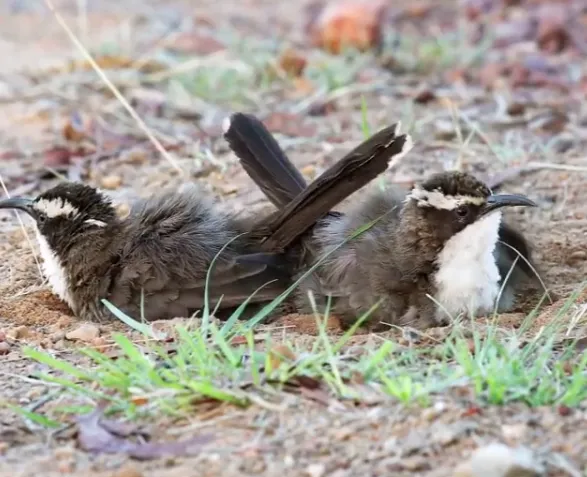 White-browed Babblers2.png