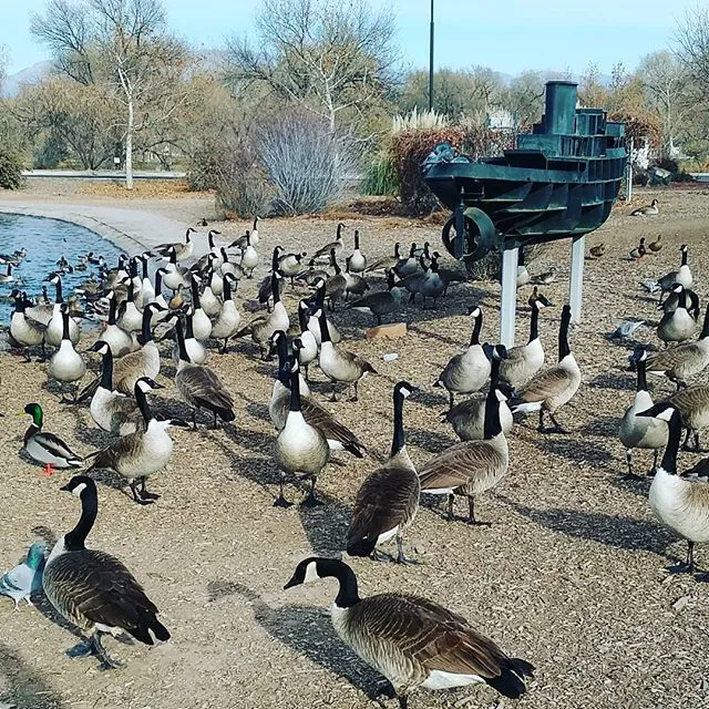 canada-geese-tingly-park.jpg