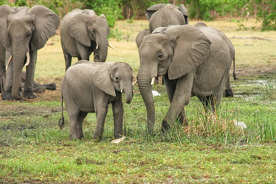 elephant-2923917_960_720.jpg